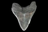 Fossil Megalodon Tooth - South Carolina #95304-2